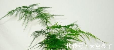蚯蚓|1种不起眼的小东西,用来养文竹,四季不黄叶,蹭蹭冒新芽