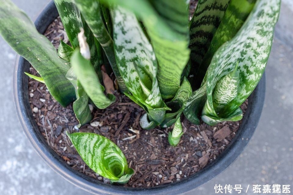 进入深秋，4种花要“旱着养”，水浇多了就烂根，真是帮倒忙