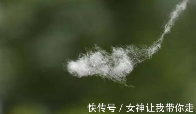 屋里两三天没有打扫就会出现很多“毛毛”,这是怎么回事?