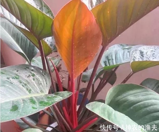 家里养此款花,直接美爆阳台,一年四季都美美的