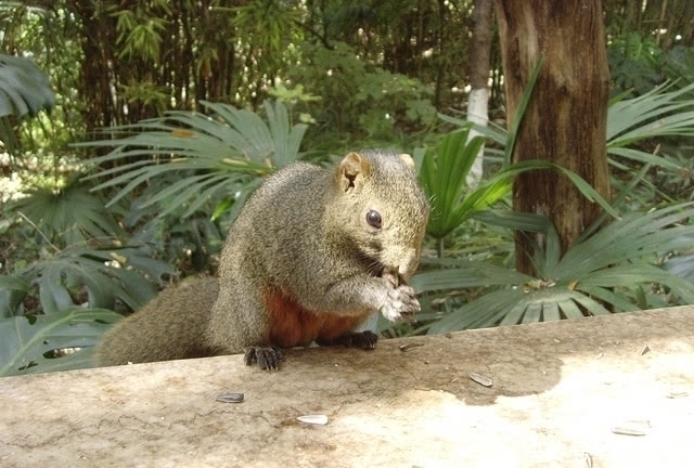 小白|以前只能用来烧火的野果,现在一斤要上百元,看看自家还有没有吧