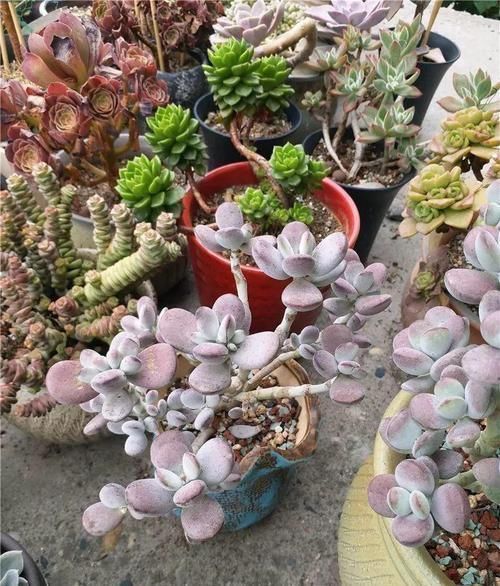 多肉总是蔫叶子掉叶子