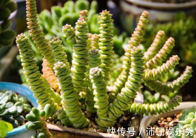 3种花自带“财运”，养家里一盆，财源广进，好运滚滚来！