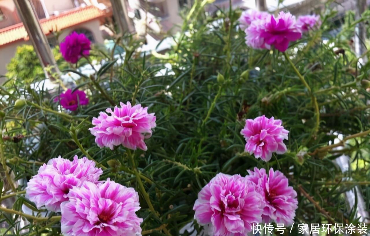 太阳花|阳台适合养的“6种花”,花色丰富,花期长,一直赏花六个月