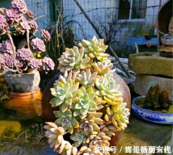 杆子|将多肉养成老桩有何难跟着我4步操作,快速养成瀑布型老桩!
