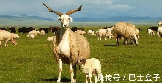 15个有趣的冷知识,书本不一定学不到,扑克牌4个K花色是这么来的