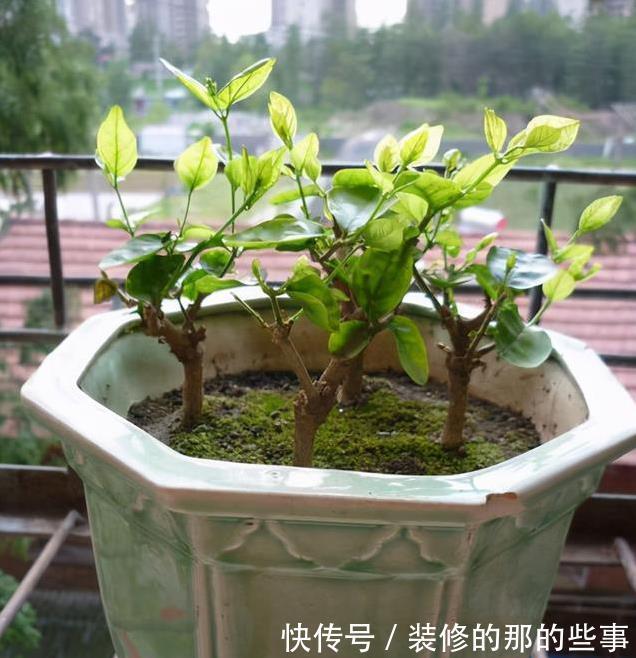植物|日常简单操作,就让“茉莉”盆栽开花多,其他花草也这样养