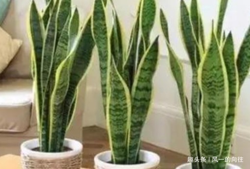 聪明人都喜欢养“这3种”,放客厅枝粗叶绿,能够招财接福