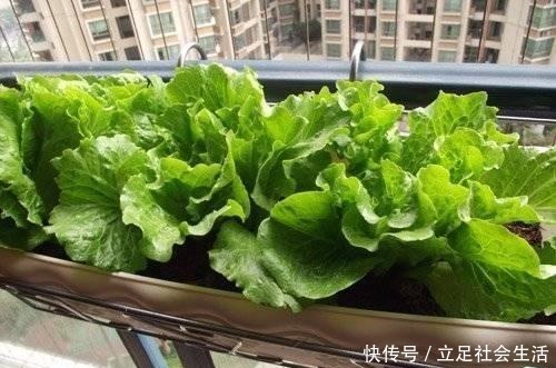 家里种几盆懒人菜,沾土就冒芽,新鲜又好吃,天天轮流摘!