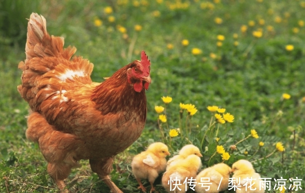 诗歌$老农模仿《咏鹅》写下《咏鸡》,全诗仅18个字,却获国家级文学奖