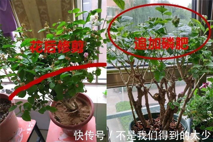 养花技巧最难养的花,买多少死多少,想想就生气!