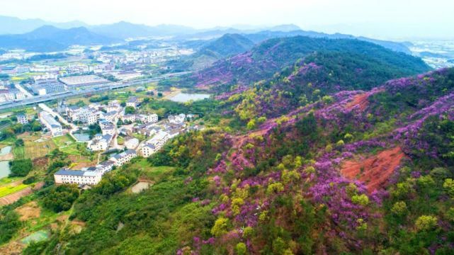 老年|春风拂面百花开 浦江“私藏”了整个春天