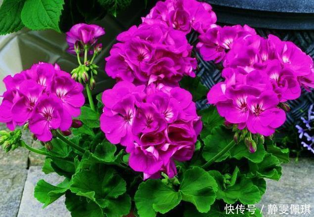 新手|新手养护花卉，就养此花中精品，越晒越旺，给点水直接爆满的花卉