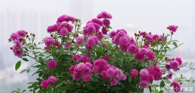 适合|没有不好的品种只有不适合的品种,月季花品种选择