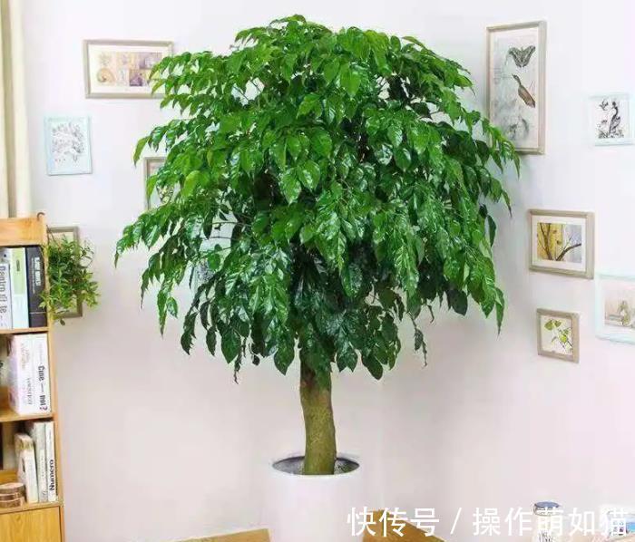 7种“吉利花”，家里养一盆，顺顺当当又漂亮，养人又旺家