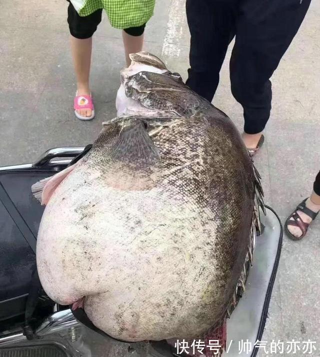 安徽钓友晒出“鳜鱼王”,网友指定是买的!野生的不可能这么大