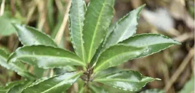 中药|农村山里的一种树,果实像樱桃,是一种珍稀中药