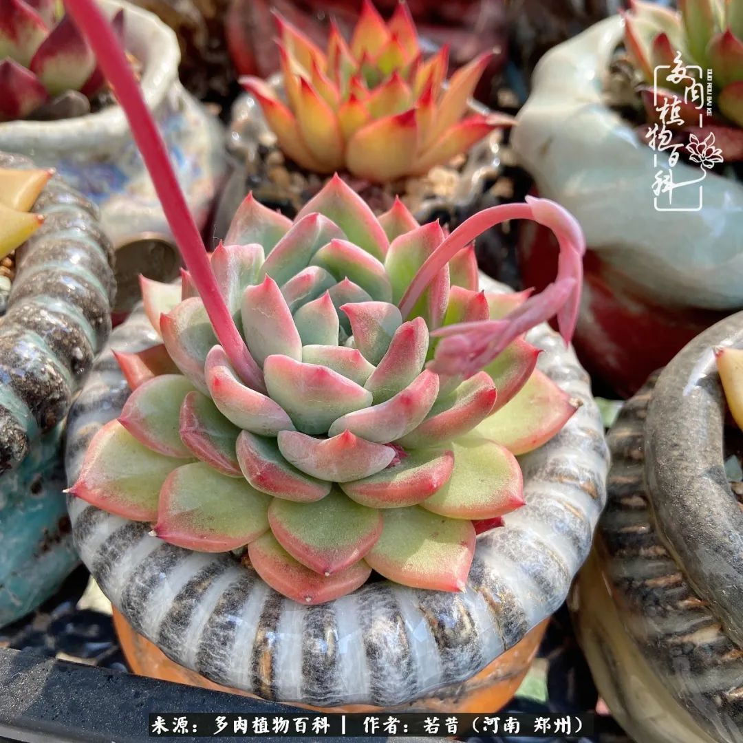 迷你小院儿,种满多肉、花草和蔬果,沉醉在自己的世外桃源!