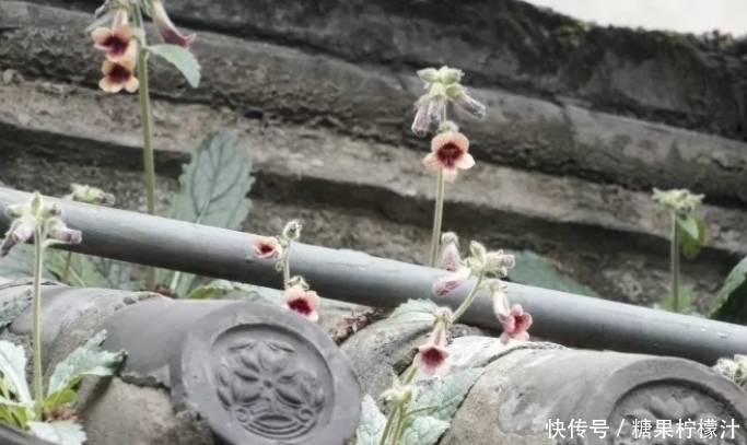 杂草|它是“四大仙药”之一,若长在你家屋顶,是你福气,别以为是杂草