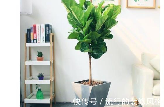 垃圾|别再买花肥了，用生活垃圾来养花，既省钱又实用！