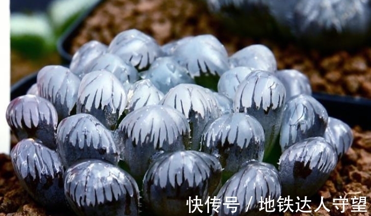 多肉玉露,阳台养就2个要点,养得圆润饱满,晶莹透亮像“水晶”