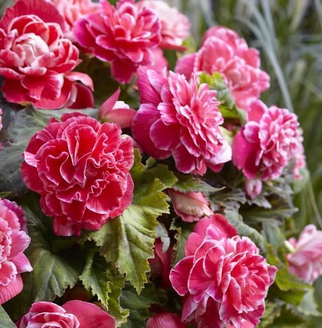 养这花就能把牡丹、茶花和三朵玫瑰的美丽结合在一起