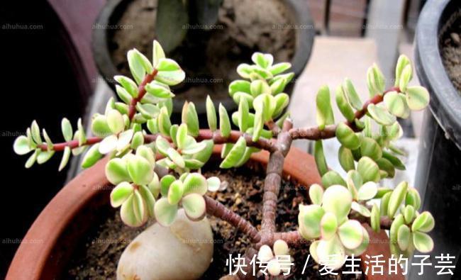 养花|养多肉雅乐之舞,做好5要点、注意3事项,叶片嘭嘭肥起来,美极了