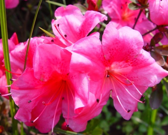 养花养个好看的毛鹃,想要养好开花爆盆,这四点是不能忽略的