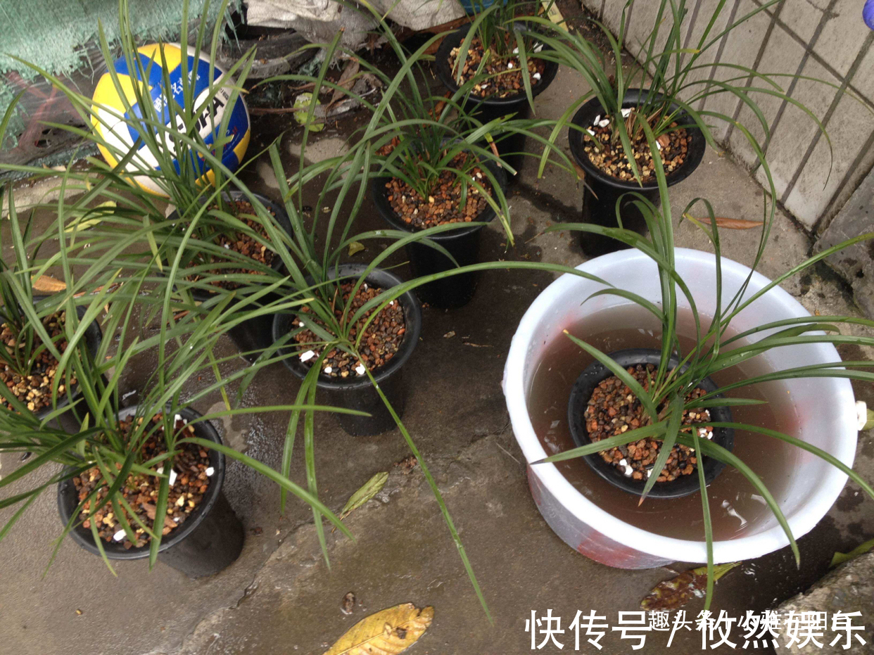 兰花什么时候换盆好选对“时间”,根系壮开花多,一盆变3盆!