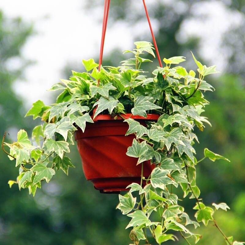 10大室内网红绿植,不仅撩人,还能养人