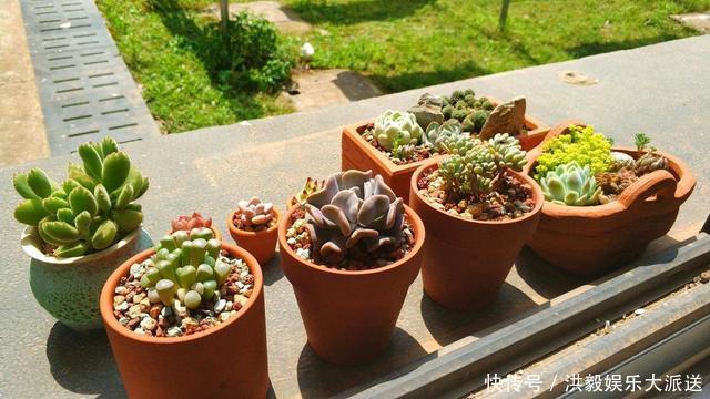 琉璃殿|这几种多肉最怕晒,晒一盆死一盆,夏天一定做好防晒工作