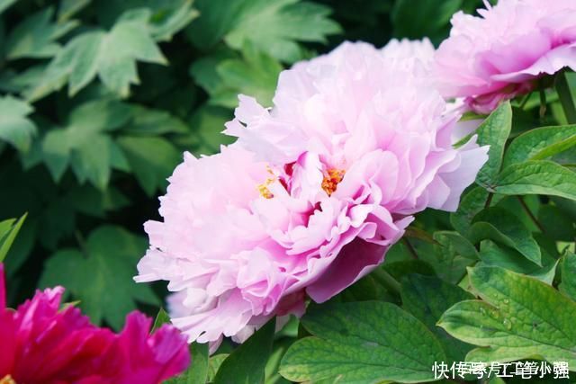 始吐|皮日休:落尽残红始吐芳，佳名唤作百花王