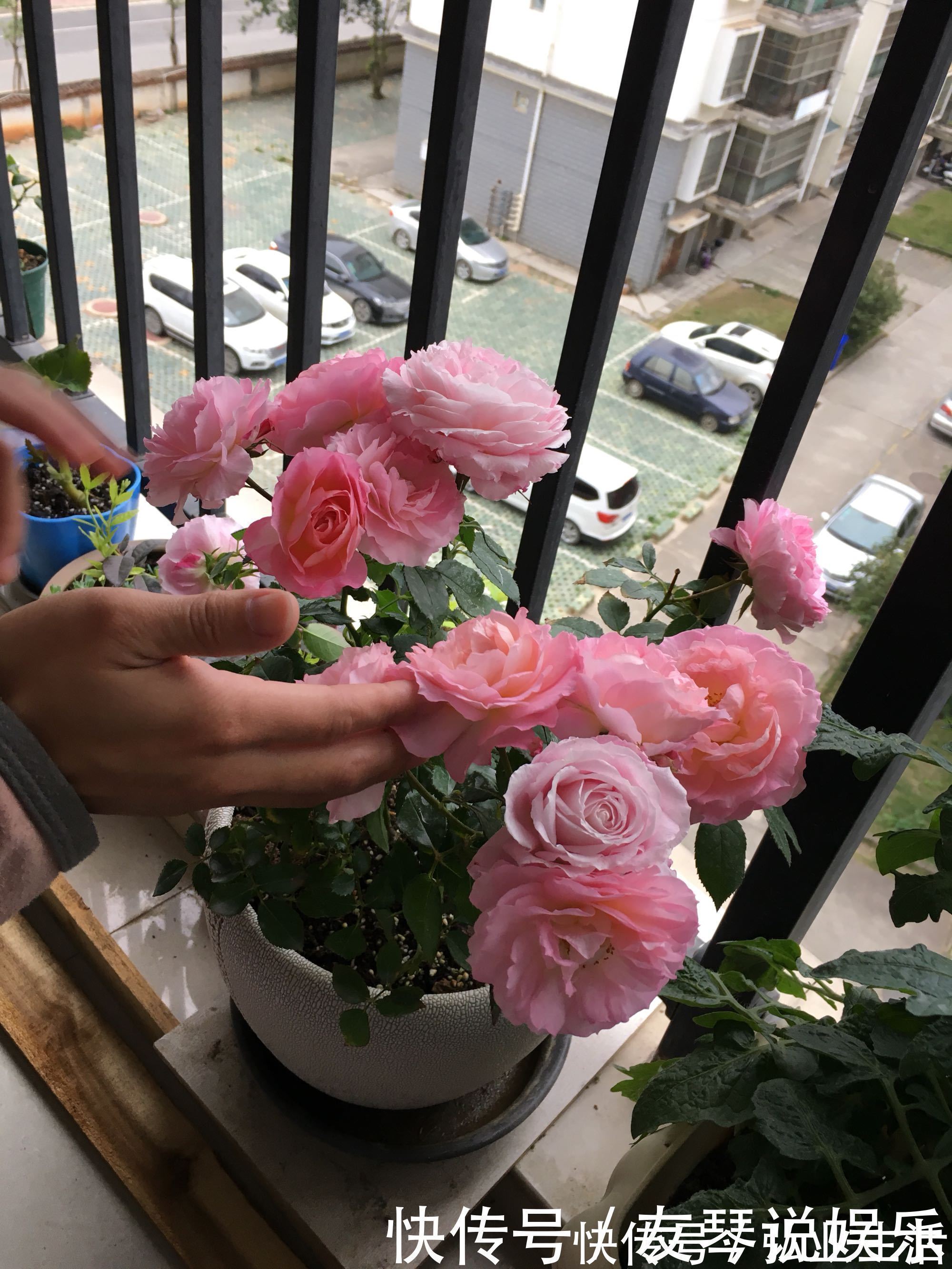 盆栽|花大香浓,漂亮不输玫瑰,植株低矮,四季有花开,盆栽养花选这种