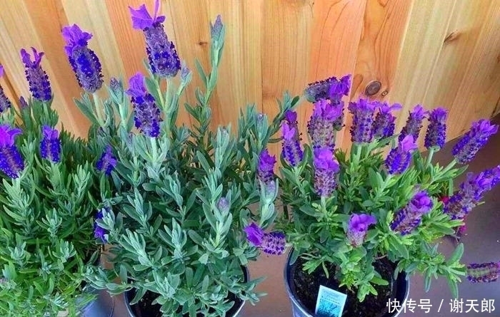 亏了|紫色开始流行,紫色花也超美,几种专门的紫色花不养就亏了