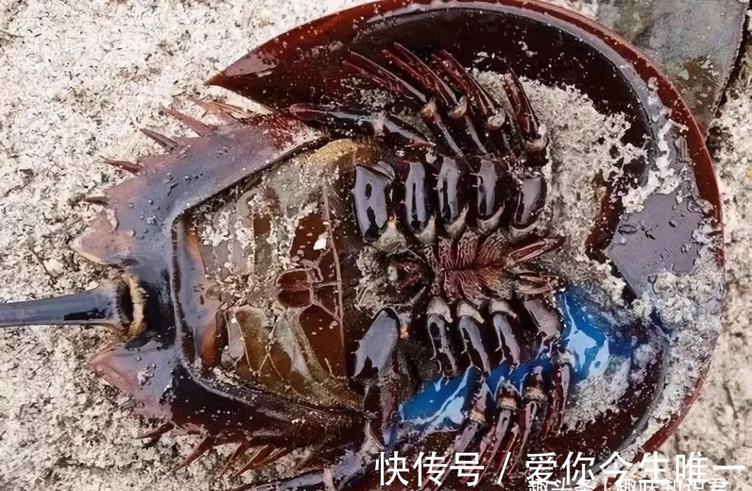 全称|趣味冷知识分享（四十六）一起来涨知识吧！