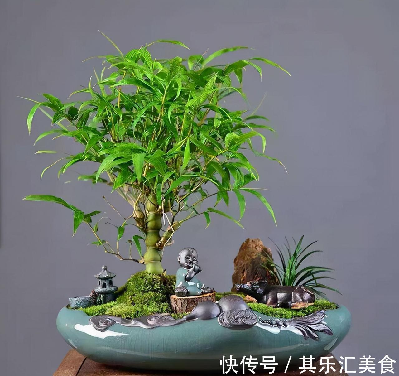 家中养“5种竹”,富贵不俗,护家祥瑞,好日子节节高升