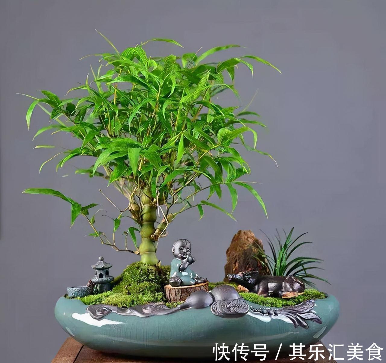 盆栽|家中养“5种竹”，富贵不俗，护家祥瑞，好日子节节高升