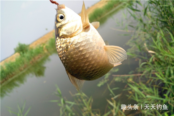 万能钓饵,蚯蚓的科学用法!都是用蚯蚓,渔获差距大,原因在这里