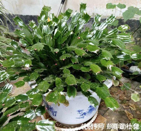 养花技巧:蟹爪兰一片叶子,蹿出10个花苞,给它喂啥好东西了