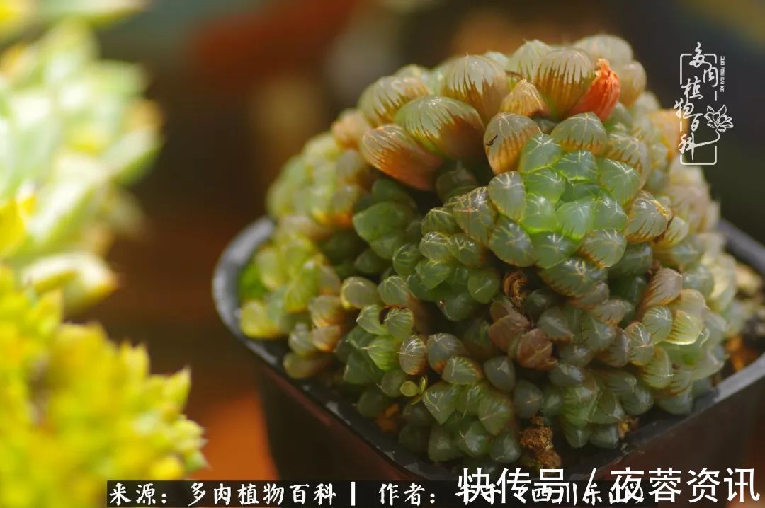 夏天|夏天日晒雨淋,秋老虎来势汹汹,你的多肉准备好逆袭了吗