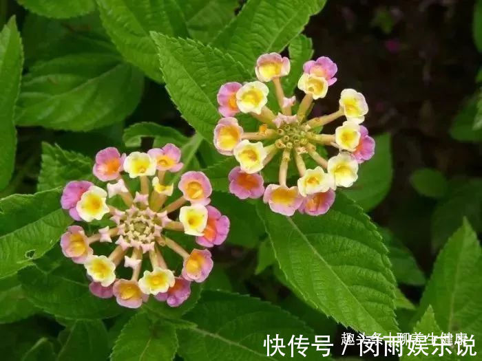 五色梅|一种野外常见的草药，内服外用皆是良药，7种妙用能治身体7大病症