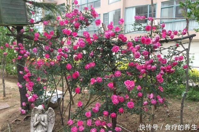 此款藤本植物,长势超快,一年可养成花墙,全年开花,你值得拥有!