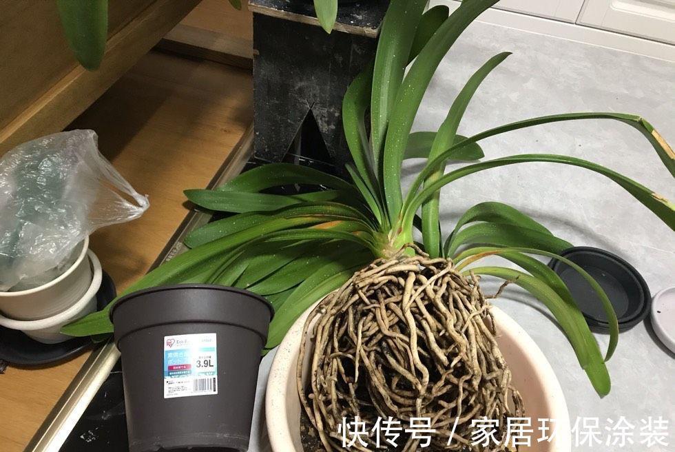 秋天|秋天别忘给君子兰换一次盆，根系壮实，叶子更多，花大色艳