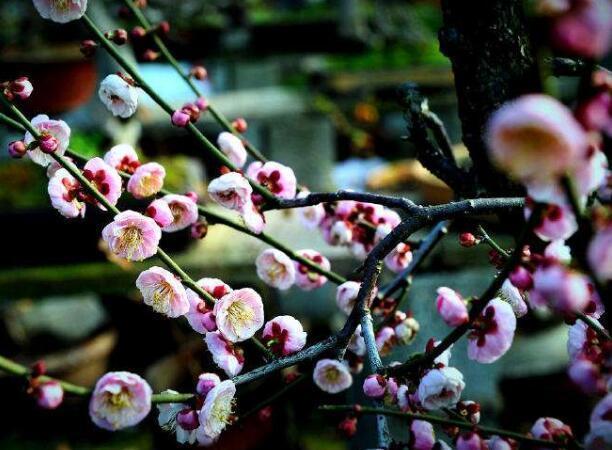 卜算子·咏梅|陆游最经典的写景词,全篇无一梅字,却句句描写梅花