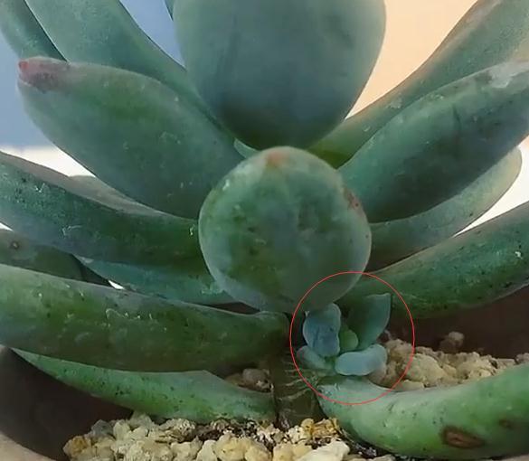 多肉植物长得不饱满,活动一下叶片,让你的多肉长满侧芽