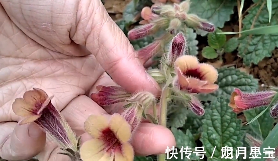 地黄|李时珍说它“服之面如桃花，轻身不老”，路边常有却少人识