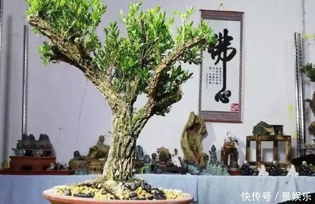 10年前一盆上万,10年后一盆十块,烂大街的黄杨,被玩坏的盆景