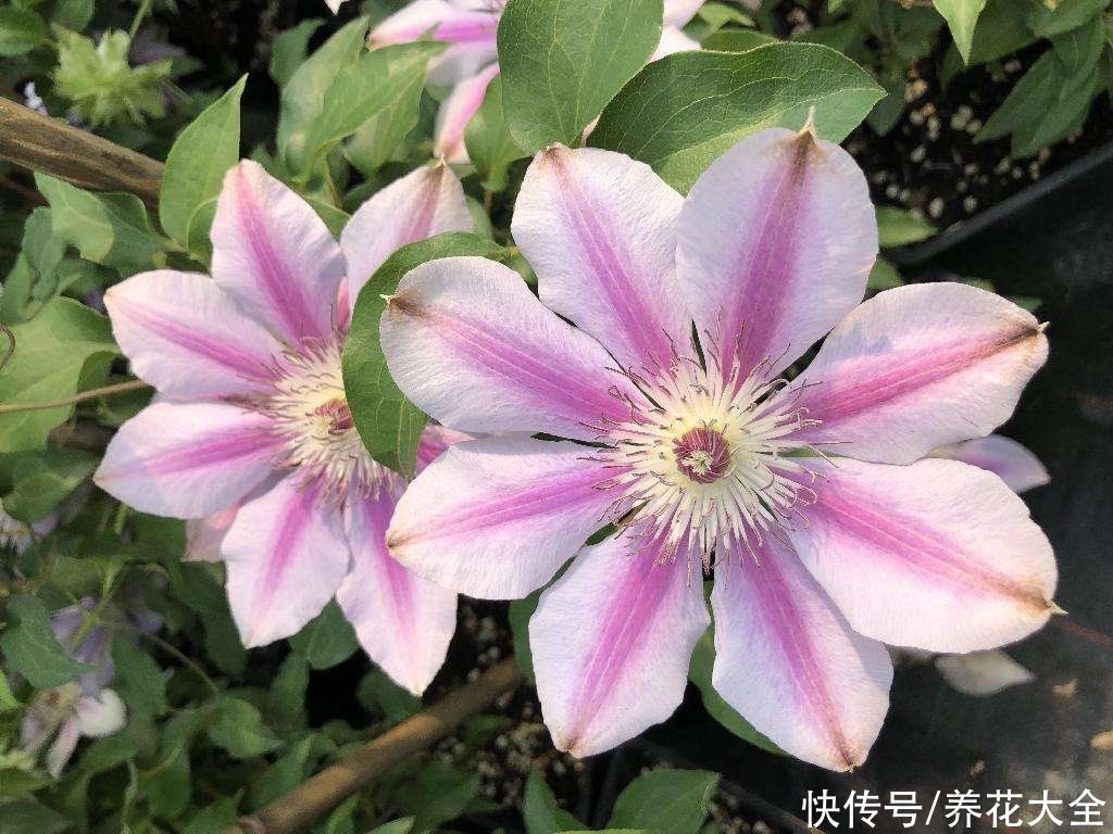 春天去花市买花,套路比年前还多,要擦亮眼睛避免上当