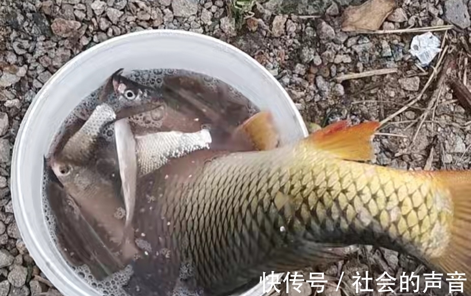 初冬钓大板鲫，这种常见的天气易“爆护”，很多钓友反而不重视