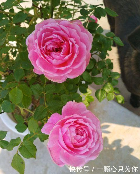 爱丽丝|最值得入手的月季,铃之妖精